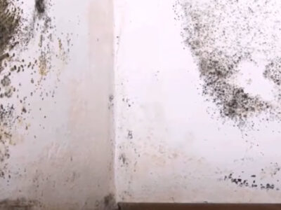 pared con manchas de moho y verdin